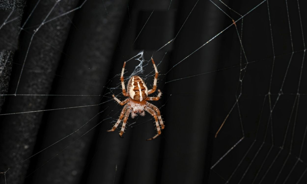 Araña sobre una telaraña