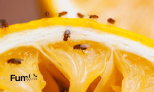 Cómo matar moscas de la fruta