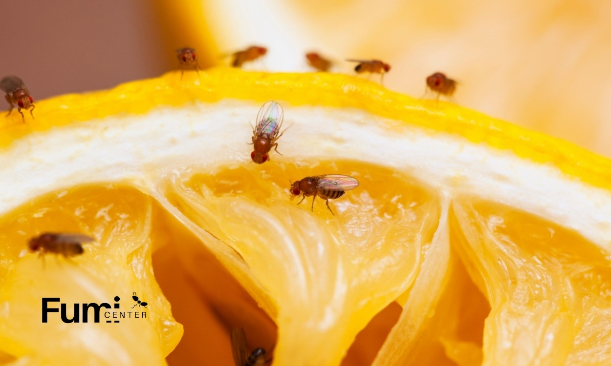 Cómo matar moscas de la fruta