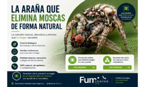 La araña que elimina moscas de forma natural